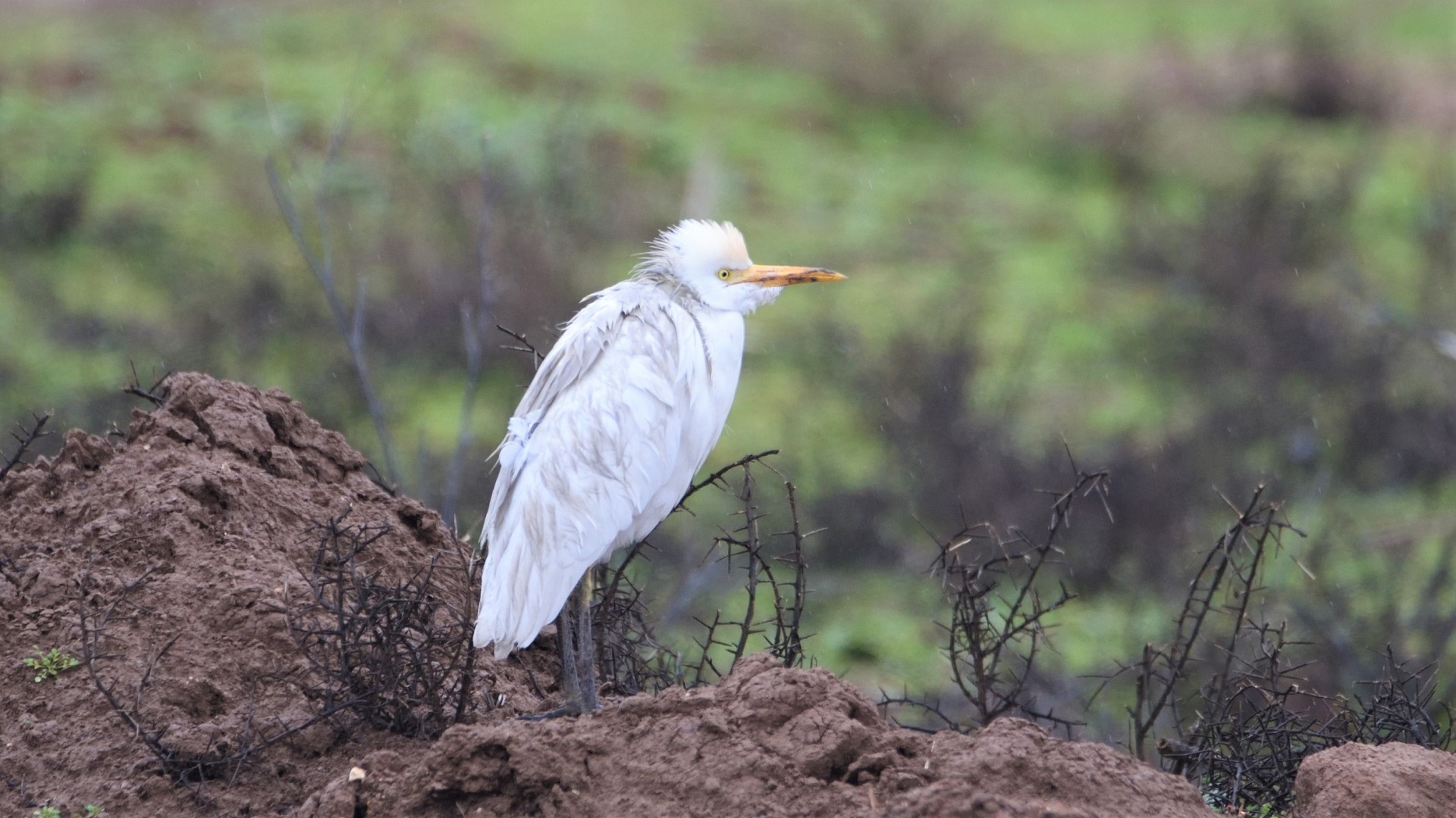 Cattle Egret